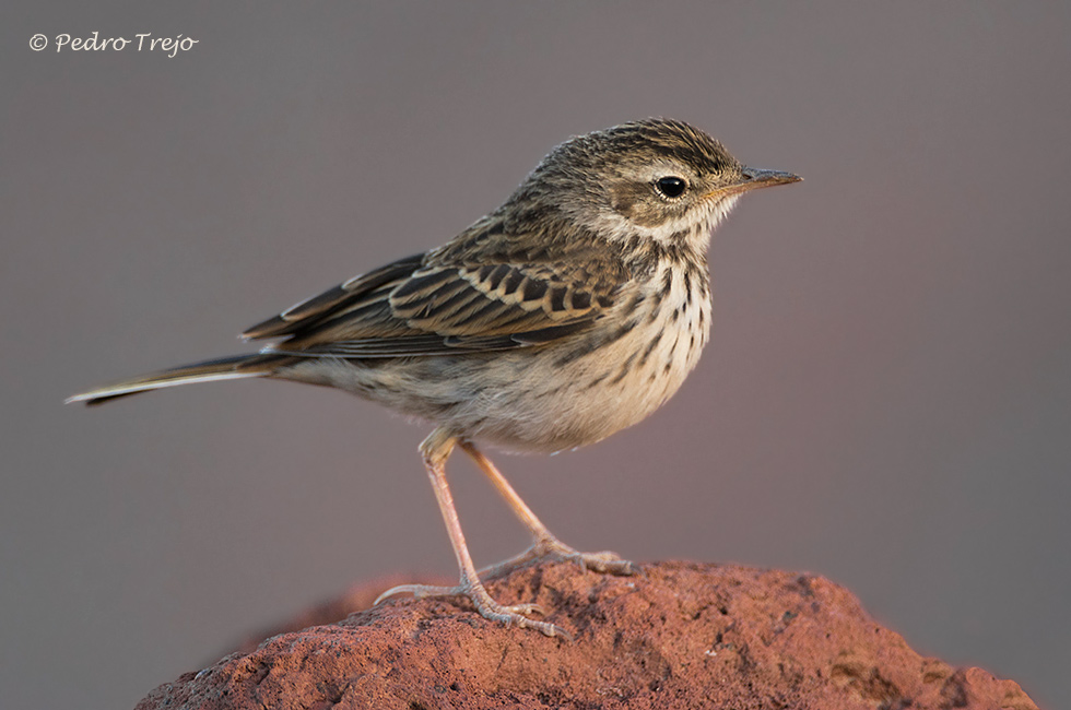 Bisbita caminero (Anthus bethelotii)